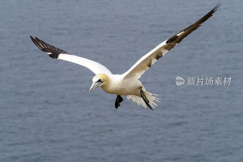 在苏格兰Troup Head飞行中的塘鹅(Morus Bassanus)